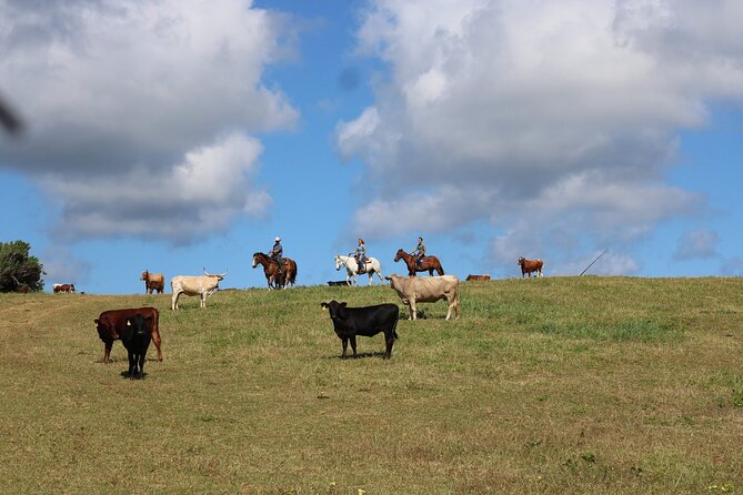 1 Hour Scenic Horseback Ride - Price and value: is $134 worth it for one hour?