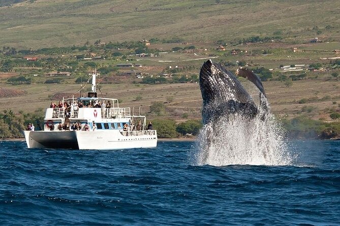 2-Hour Oahu Whale Watch from Ala Wai Harbor, Waikiki - Key Highlights You’ll Care About