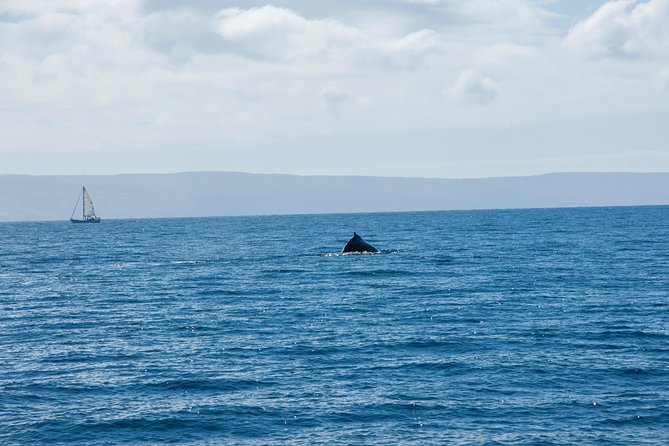 2-Hour Oahu Whale Watch from Ala Wai Harbor, Waikiki - BYOB and Snacks: What’s Allowed vs. What’s Included