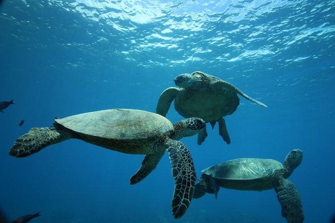 9am Turtle Canyon Snorkel Adventure - Key things to know before you go