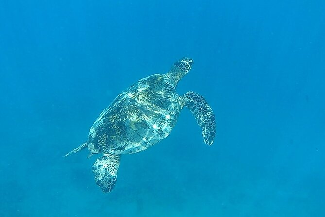 9am Turtle Canyon Snorkel Adventure - Safety, currents, and motion sickness: Your honest checklist