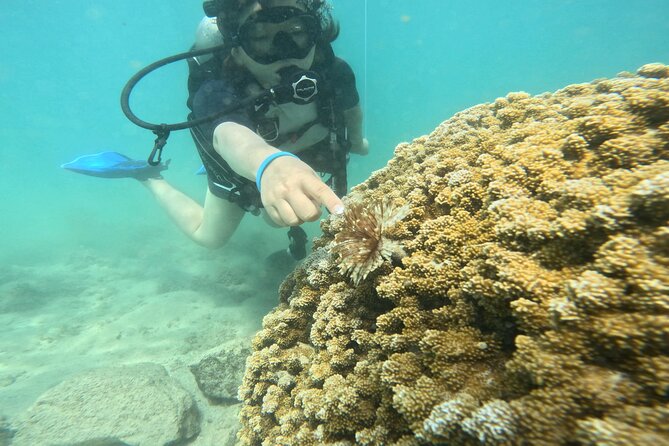 Beginner Scuba Diving Experience with Video Package in Honolulu - 90 Minutes From Check-In to Your First Underwater Skills