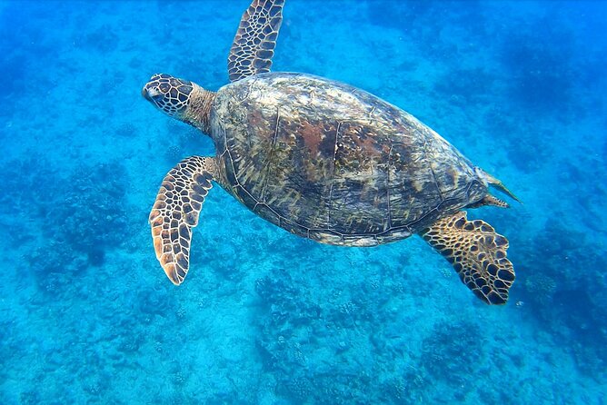Best Waikiki Snorkel Tour: Guaranteed Turtles at Turtle Canyon - Key things I’d plan around