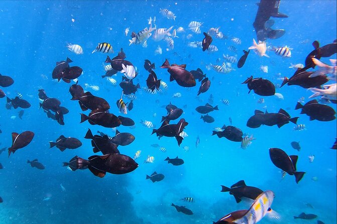 Best Waikiki Snorkel Tour: Guaranteed Turtles at Turtle Canyon - Getting to Holomoana St without stress