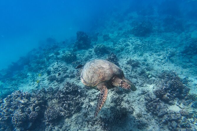 Best Waikiki Snorkel Tour: Guaranteed Turtles at Turtle Canyon - When choppy water changes everything