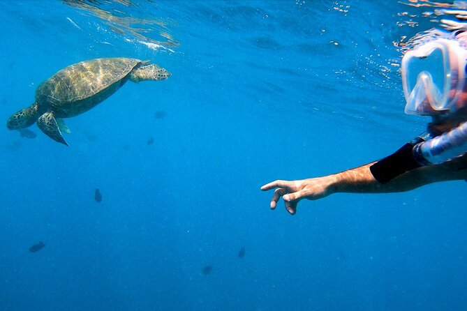 Best Waikiki Snorkel Tour: Guaranteed Turtles at Turtle Canyon - Wildlife highlights beyond sea turtles