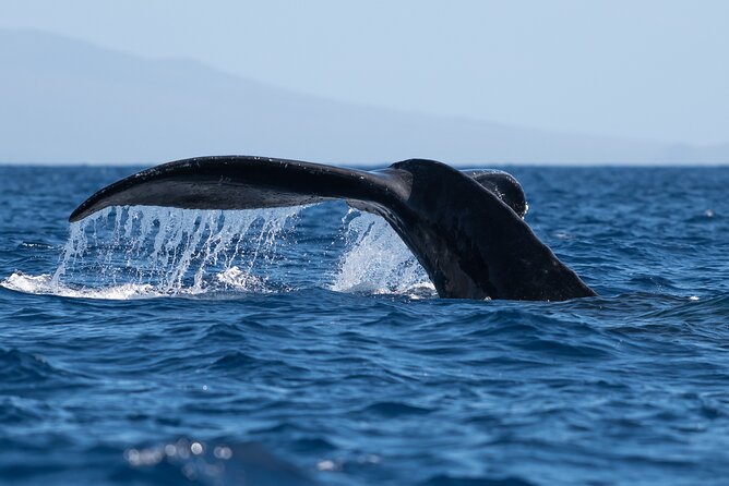 Best Waikiki Whale Watching in Honolulu: Whales Guaranteed - Key things I’d zero in on before you book