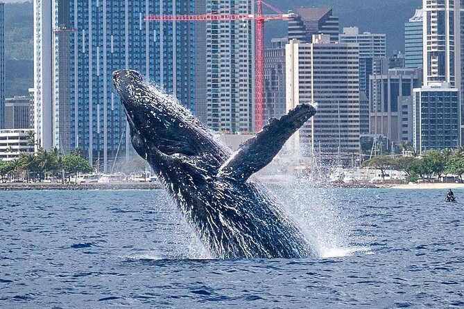 Best Waikiki Whale Watching in Honolulu: Whales Guaranteed - The real draw: whale watching from Waikiki, with a boat built for seeing