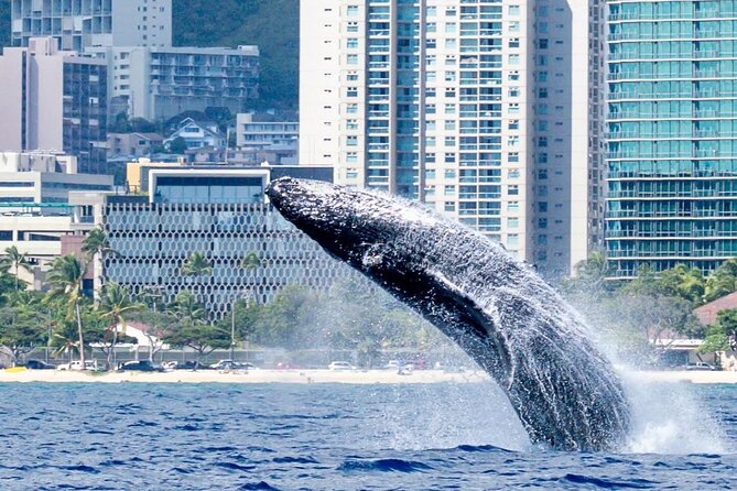 Best Waikiki Whale Watching in Honolulu: Whales Guaranteed - Seats, motion, and phone tips that actually help