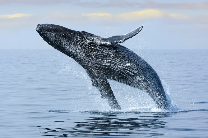Best Waikiki Whale Watching in Honolulu: Whales Guaranteed - What you might see besides whales