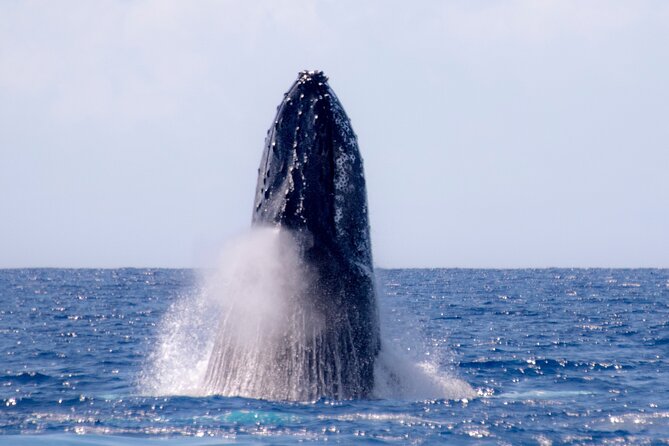 Best Waikiki Whale Watching in Honolulu: Whales Guaranteed - Price check: who this trip is best for