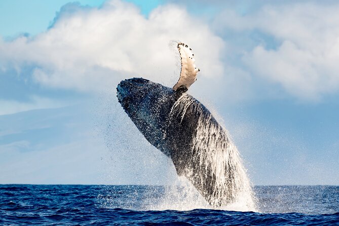 Best Waikiki Whale Watching in Honolulu: Whales Guaranteed - Why the whale guarantee changes the value of $79