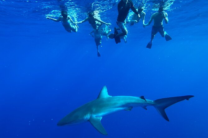 Cage-Free Shark Swim from Oahu - Haleiwa boat harbor: getting there and what to bring