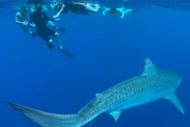 Cage-Free Shark Swim from Oahu - The ride out from Haleiwa’s North Shore