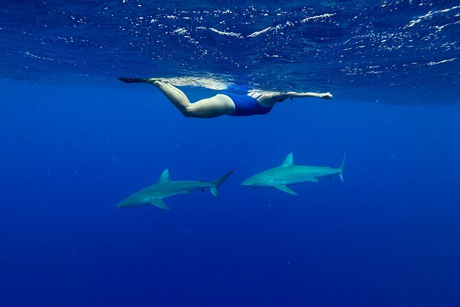 Cage-Free Shark Swim from Oahu - Stop 1: North Shore waters and the first moment with sharks