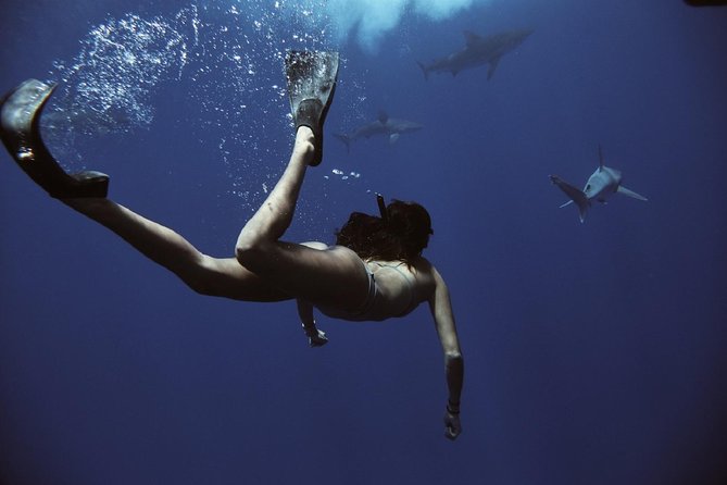 Cage-Free Shark Swim from Oahu - Wildlife extras you may notice while you’re out