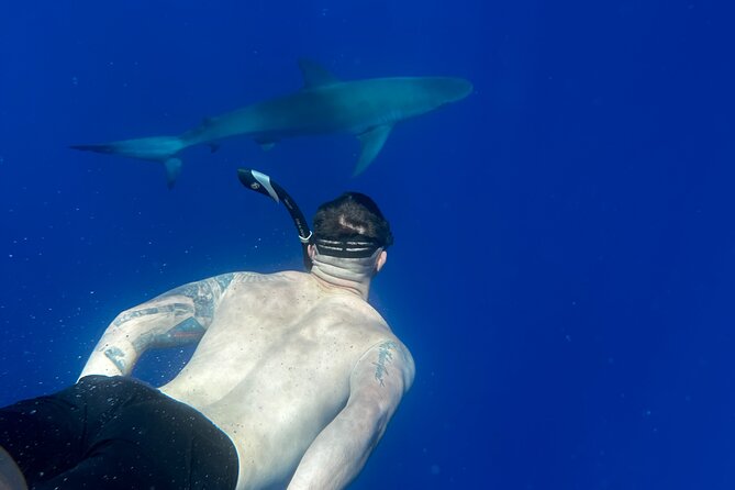 Cage-Free Shark Swim from Oahu - Price and value: is $135 per person worth it?