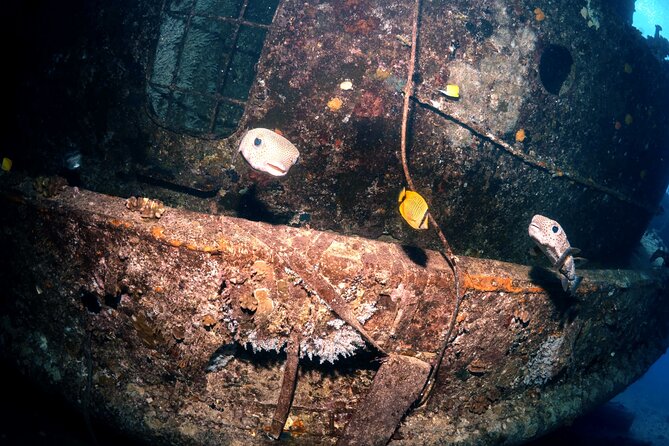 Certified Diver: 2-Tank Deep Wreck and Shallow Reef Dive Off Oahu - Timing, group size, and comfort on the boat