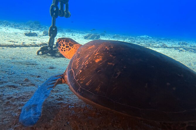 Certified Diver: 2-Tank Deep Wreck and Shallow Reef Dive Off Oahu - Before you go and after you’re back: weights, suits, and flight rules