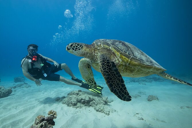 Certified Diver: 2-Tank Shallow Reef Dives off Oahu - Key Things to Know Before You Go
