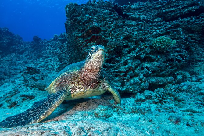Certified Diver: 2-Tank Shallow Reef Dives off Oahu - Kewalo Basin Harbor Check-In and What Happens First