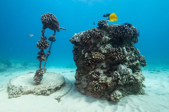Certified Diver: 2-Tank Shallow Reef Dives off Oahu - Boat Ride Conditions: Smooth Enough, But Bring a Plan