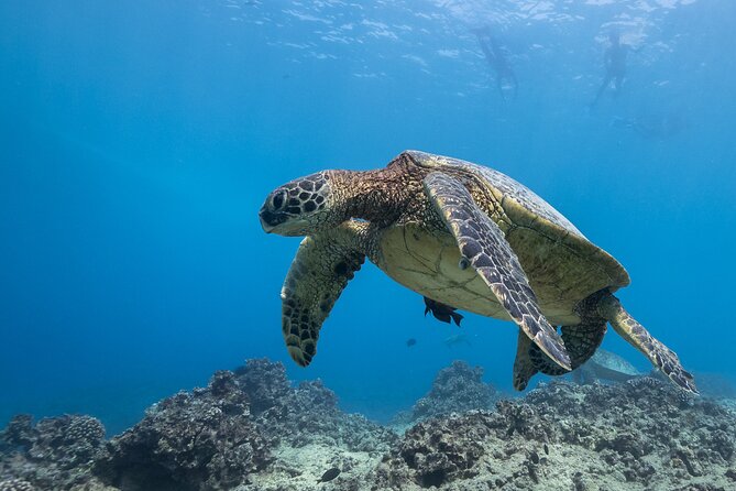 Certified Diver: 2-Tank Shallow Reef Dives off Oahu - Snacks, Refreshments, and Those Little Post-Water Extras