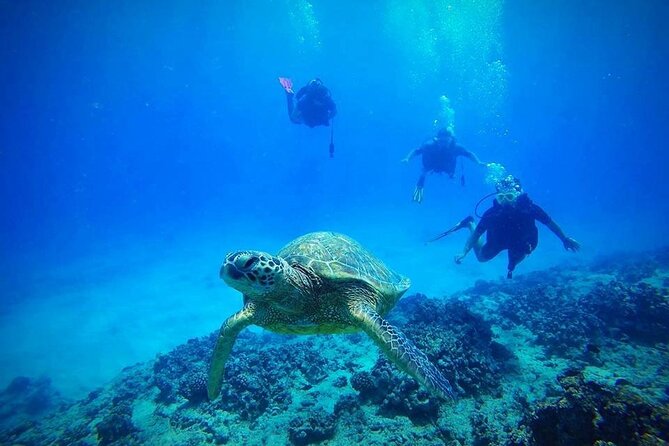 DISCOVER Scuba Diving Experience in Honolulu - Key Things to Know Before You Go