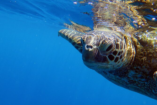 DISCOVER Scuba Diving Experience in Honolulu - Your 1-on-1 Skills Session With a PADI Pro