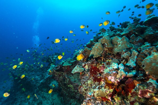 DISCOVER Scuba Diving Experience in Honolulu - Equipment, Snacks, and the Boat Comfort Stuff
