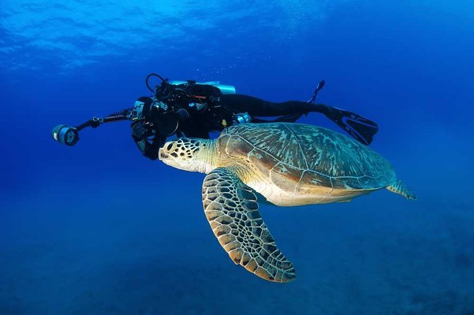 DISCOVER Scuba Diving Experience in Honolulu - Price and Value: Why $141.10 Can Make Sense