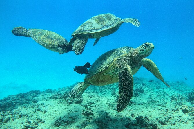 DISCOVER Scuba Diving Experience in Honolulu - Timing and the Kewalo Basin Harbor Start