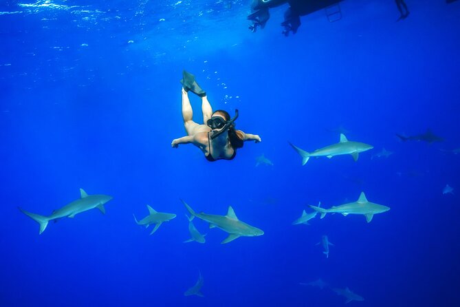 Dive with Sharks in Hawaii: Shark Tour from Haleiwa - Key things that make this shark swim charter worth your attention