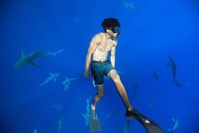 Dive with Sharks in Hawaii: Shark Tour from Haleiwa - Meeting at Haleiwa Harbor and getting your safety plan in place