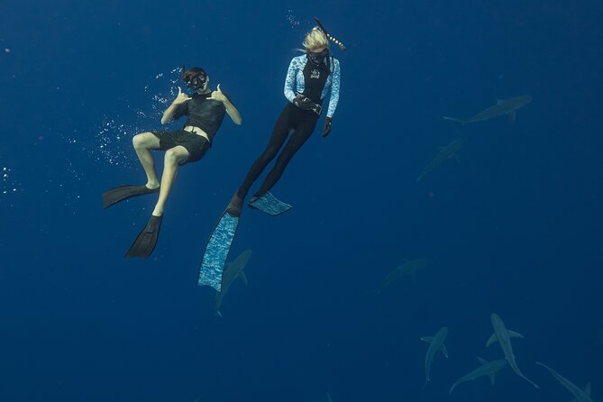 Dive with Sharks in Hawaii: Shark Tour from Haleiwa - In the water: snorkeling with a safety line and a research mindset