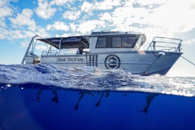 Dive with Sharks in Hawaii: Shark Tour from Haleiwa - What happens before you swim: the safety briefing you actually use