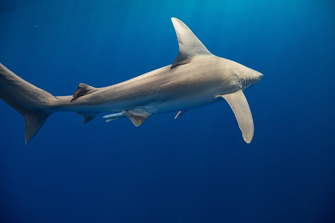 Dive with Sharks in Hawaii: Shark Tour from Haleiwa - Sharks are the headline, but the ocean show is the real deal