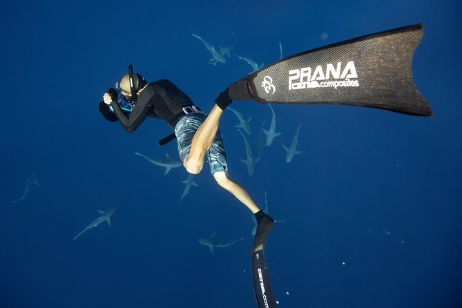 Dive with Sharks in Hawaii: Shark Tour from Haleiwa - Water time, crew energy, and what to expect from the experience flow