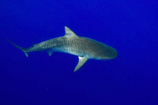 Dive with Sharks in Hawaii: Shark Tour from Haleiwa - Equipment and what you should bring (so the day stays smooth)