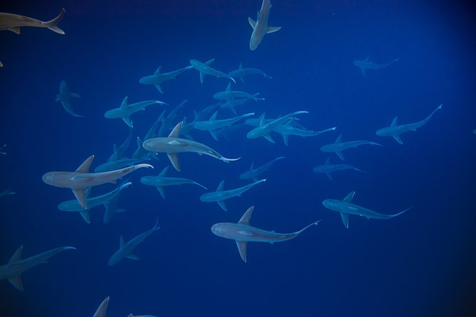 Dive with Sharks in Hawaii: Shark Tour from Haleiwa - Price and value: what you’re really paying for at $153.85 per person