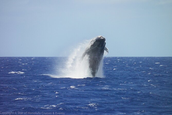 Early Bird Whale Watching Cruise from Waikiki - Key takeaways before you go