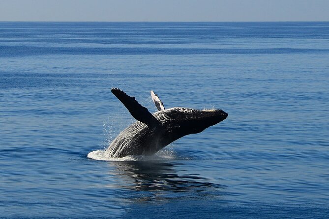 Early Bird Whale Watching Cruise from Waikiki - Early bird start at Aloha Tower: what to expect at 9:15am