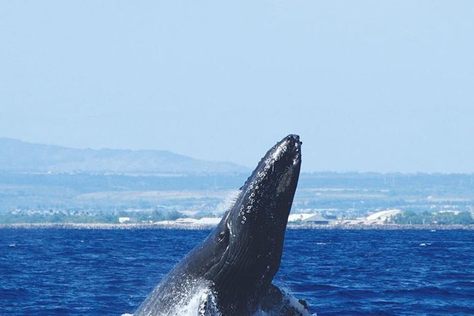 Early Bird Whale Watching Cruise from Waikiki - Who this tour fits best (and who might want a different style)
