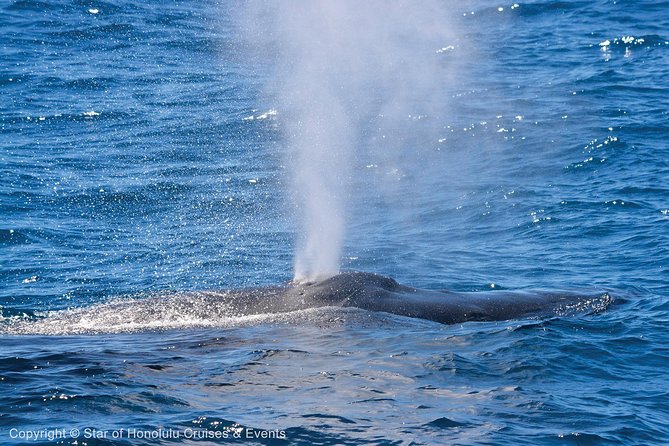 Early Bird Whale Watching Cruise from Waikiki - Price and value: is $68 a good deal for this morning cruise?