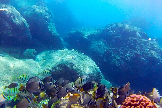 First-Time Scuba Diving in Honolulu + Free Videos - Key things that make this lesson worth your time