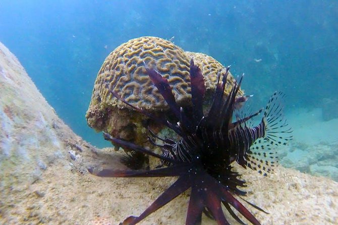 First-Time Scuba Diving in Honolulu + Free Videos - What you’ll see: turtles, fish, octopus, and sea stars—plus coral-like details
