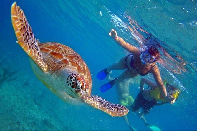 Full Day Oahu Circle Island -Turtle Beach Snorkel at North Shore - Key things you’ll like about this Oahu circle tour