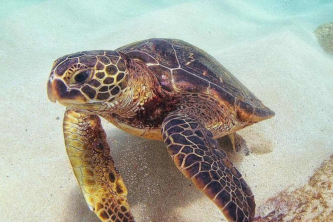 Full Day Oahu Circle Island -Turtle Beach Snorkel at North Shore - Why this Circle Island day trip works from Waikiki