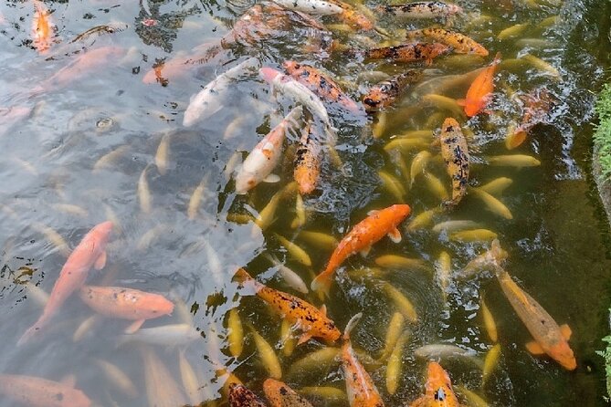 Full Day Oahu Tour with Byodo Temple & Waimea Waterfalls - North Shore energy: shrimp at Fumi’s and macadamia tasting at Tropical Farms