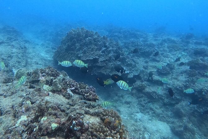 Guided Snorkel Tour for Beginners in Honolulu - Getting There: Ala Moana Meeting Point and Shore-Based Setup